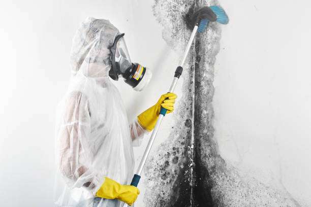 Best Asbestos and Lead Testing During Mold Inspection  in Winchester, OH