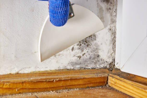 Best Mold-Related Health Consultation  in Winchester, OH